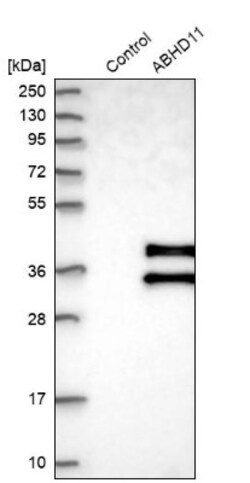 ABHD11 Antibody, Novus Biologicals:Antibodies:Primary Antibodies
